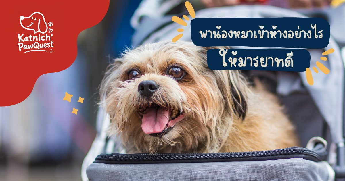 พาน้องหมาเข้าห้างอย่างไรให้มารยาทดี ทั้งกับคนรอบข้างและตัวน้องเอง