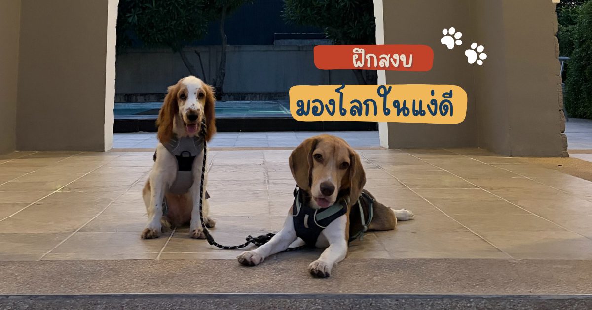 ฝึกหมาให้ใจเย็น: บทเรียนที่มัดสอนแคทไว้ ก่อนจะรู้ว่าเดอตี้ก็ต้องใช้แบบเดียวกัน